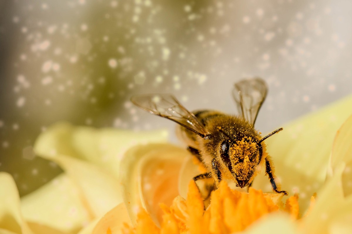 Bee on flower with pollen