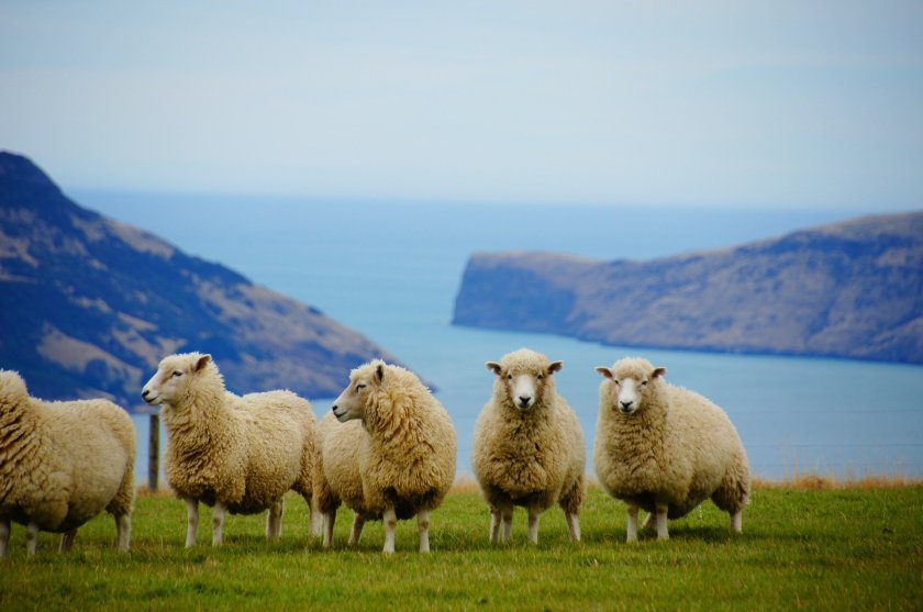 Lamb and Sheep in New Zealand