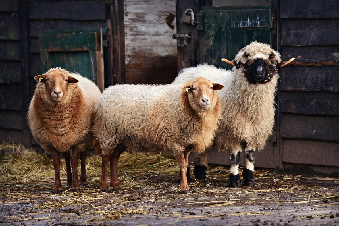 Beautiful Sheep with long curly wool