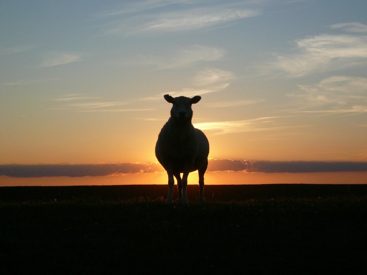 Silhouette of a Lamb at sunset
