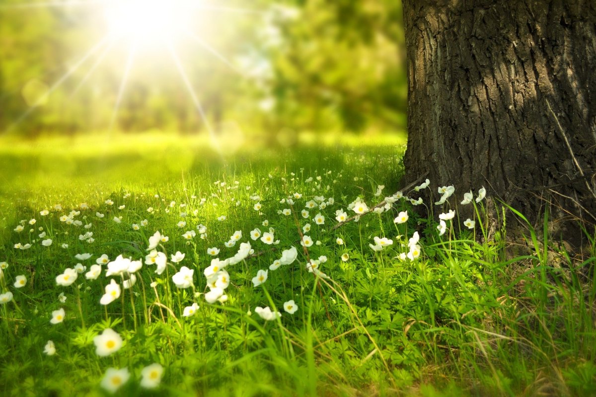 Image of a beautiful meadow and tree