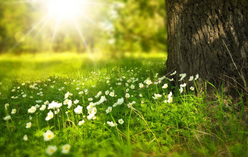 Image of a beautiful meadow and tree